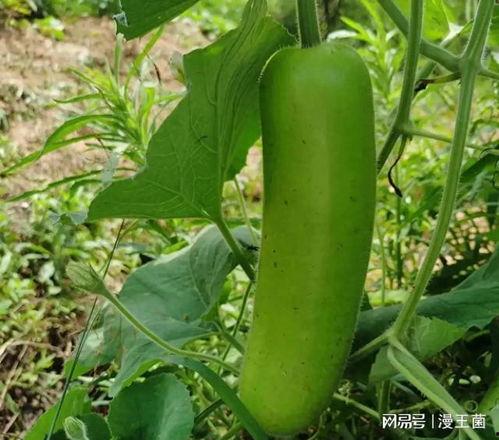 瓜瓜爱瓜吃瓜,探寻瓜类美食的无限魅力